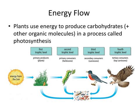 能量流失|Topic 4.2 Energy flow（能量流动）